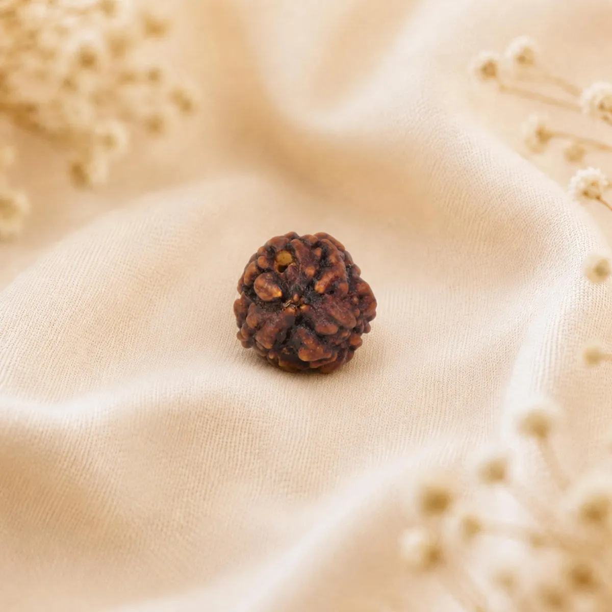 3 Mukhi Rudraksha